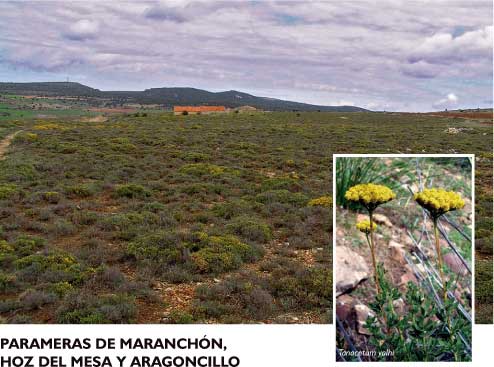 Parameras de Maranchón, hoz del Mesa y Aragoncillo
