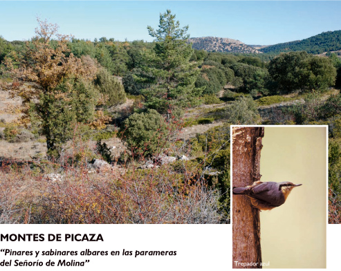 Picaza