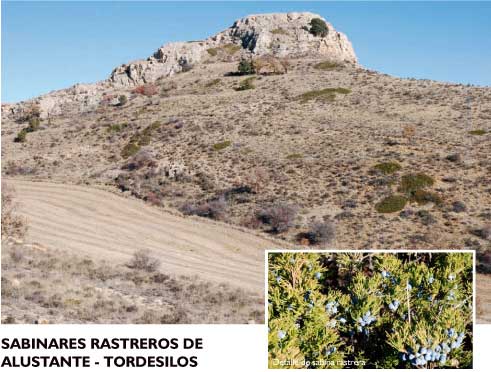 Sabinares rastreros de Alustante - Tordesilos