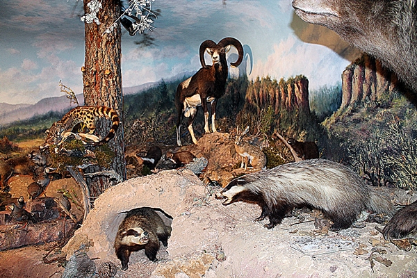 Sala de Fauna