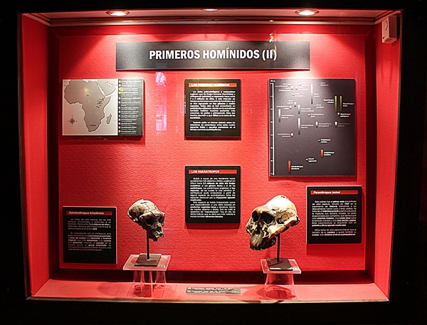 Sala de Evolución Humana